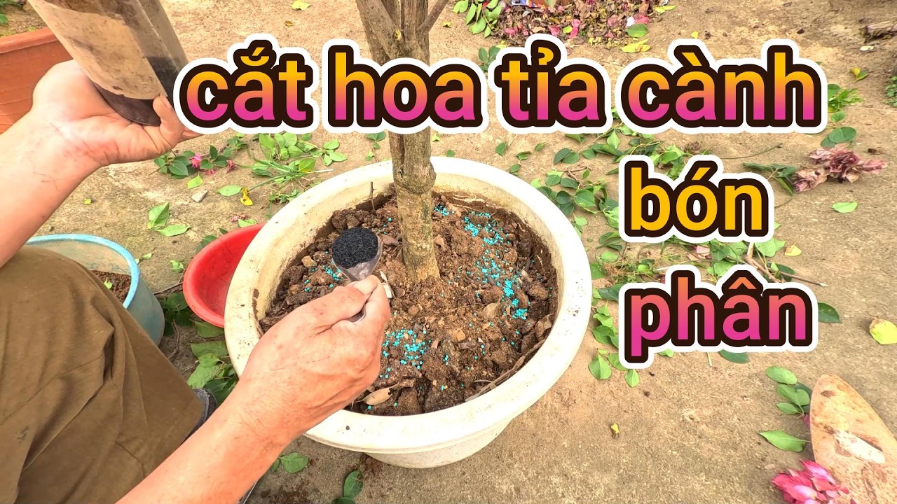 После окончания цветения, после Тет (Лунного Нового года), обрежьте цветы, подрежьте ветви, прида...