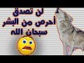سبحان الله تعرف على صفات الذئاب التي ستدهشك حتما