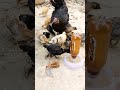 Mother Careing #shortsfeed #roosterfarm #birds #aseelbirds #shorts #aseelmurga #chicks #chicksfeed