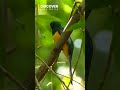 Brown-hooded Parrot 🦜🌿 | Colorful Jungle Bird | Discover Kids World