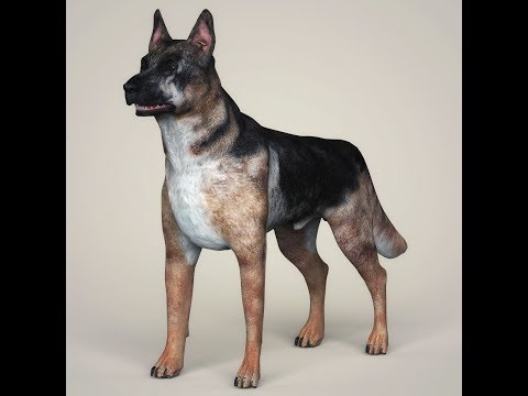 3Dmodel Realistic German Shepherd Dog At 3Dexport.Com