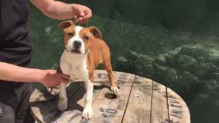 Amstaff Show Position Training Amstaff Şov Pozisyonu Çalışması