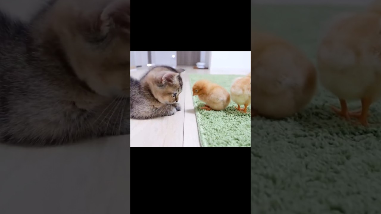 Kitten and chick friends 