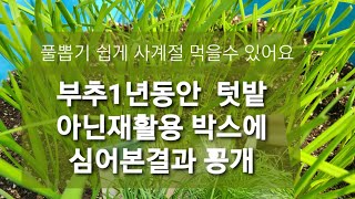 부추 재배법 쉽게 심는 방법 텃밭없이1년 키워본결과?깨진그릇,빈화분 스치로폼에 재활용~~