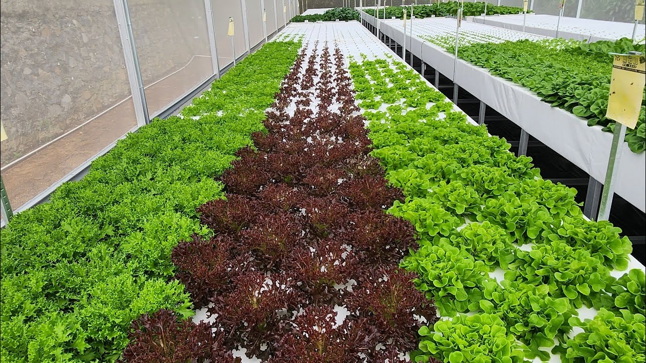 REVIEW HIDROPONIK SISTEM RAKIT APUNG BERBAHAN SPONS EVA