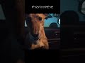 癌から生還した元猟犬と1週間ぶりに再会