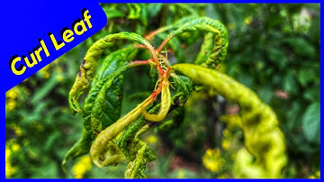 Leaf Curl Aphids & Nature (No Worries)