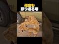子どもを残して去るしかなかった母ライオン