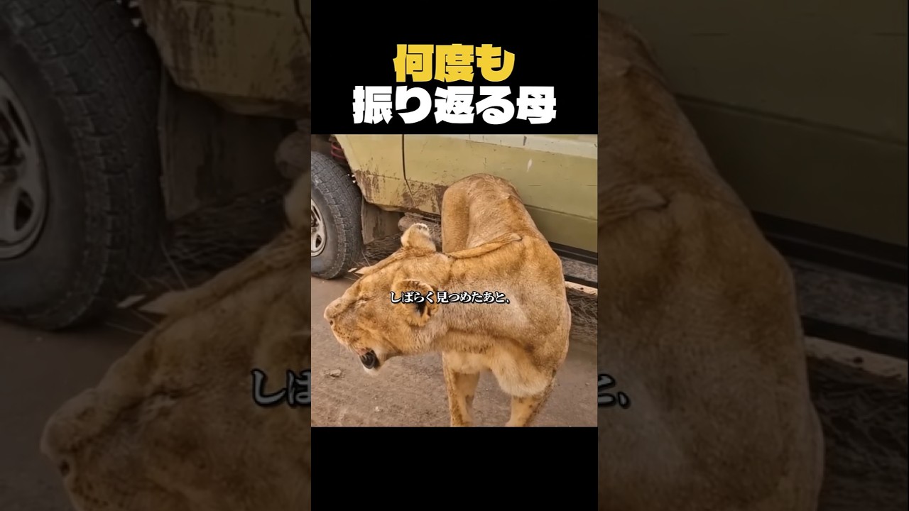 子どもを残して去るしかなかった母ライオン