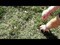Using the Screwdriver Technique for removing targets Metal Detecting Oct 15,2016