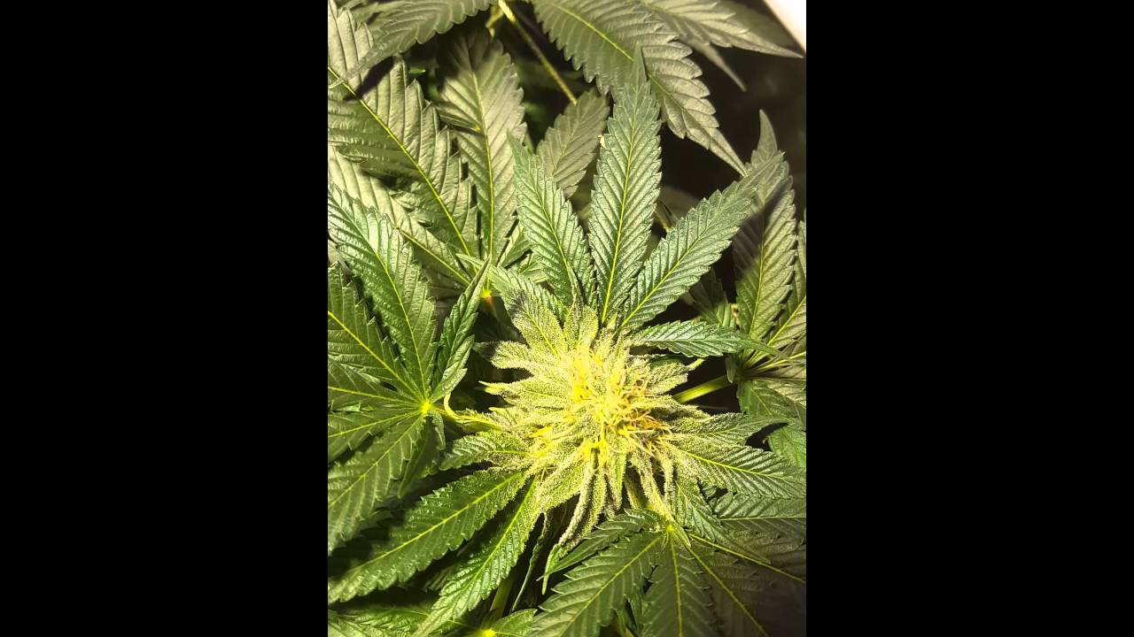 Spectrum king 400 plus week 4 flower