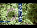 lbn「夜桜前夜」MV
