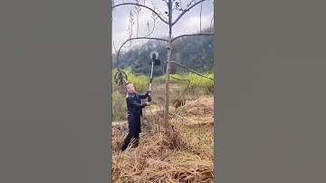 Pruning process of fruit tree side branches using long-handled circular saws
