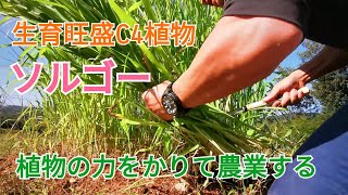 【爆育緑肥】短期間で多量の有機物を土へ！防風対策やバンカープランツにも。使い方色々C4植物ソルゴー