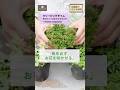 【グランドカバーおすすめ‼︎】“植えっぱなしで広範囲に毎年咲く”品種をご紹介♩
