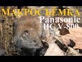 Макросъёмка Видеокамерой Panasonic HC V-800