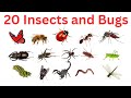 Learn 20 Insects & Bugs for Kids | English & Hindi | Keede Makode Ke Naam 🦋🐝🐜