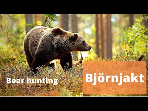 Video: Farlig björnjakt i Kamchatka