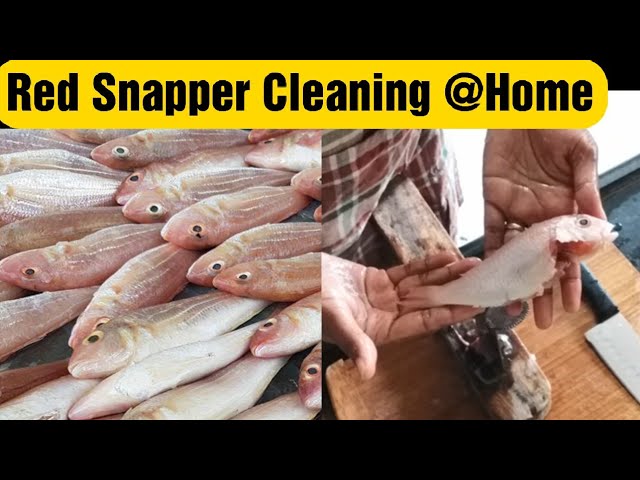 Red Snapper Fish Cleaning | Sangara Meen Cleaning (English) | சங்கரா | Food Tamil - Samayal & Vlogs