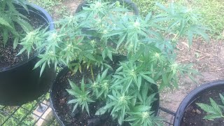 Welcome to Cannabis Chronciles