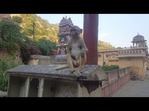 Videó: A Majmok Indiában Loptak A COVID-19-vel Szennyezett Vérmintákat - Alternatív Nézet