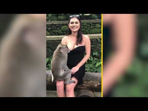 Monkey pulls down tourist’s dress Video New York Post