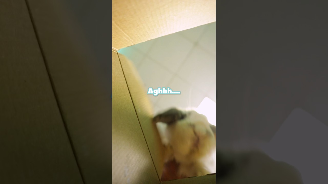 Bunny tried to kill me (EVIDENCE)