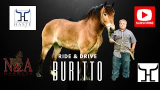 “Burritto” The Percheron Belgian DraftCross Horse Gelding True Gentle Giant for sale (606) 3035669