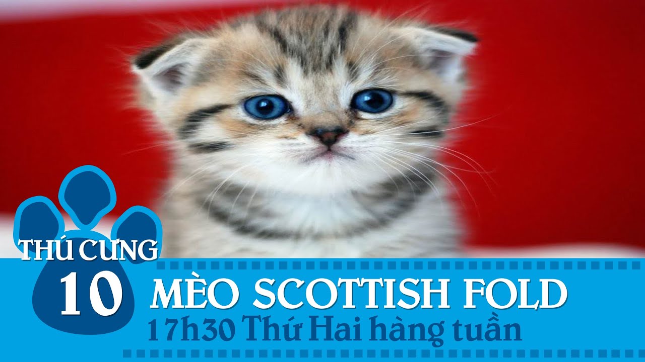 Thú Cưng Tv – Số 10 (P1) – Mèo Tai Cụp Scottish Fold | Sntv - Youtube