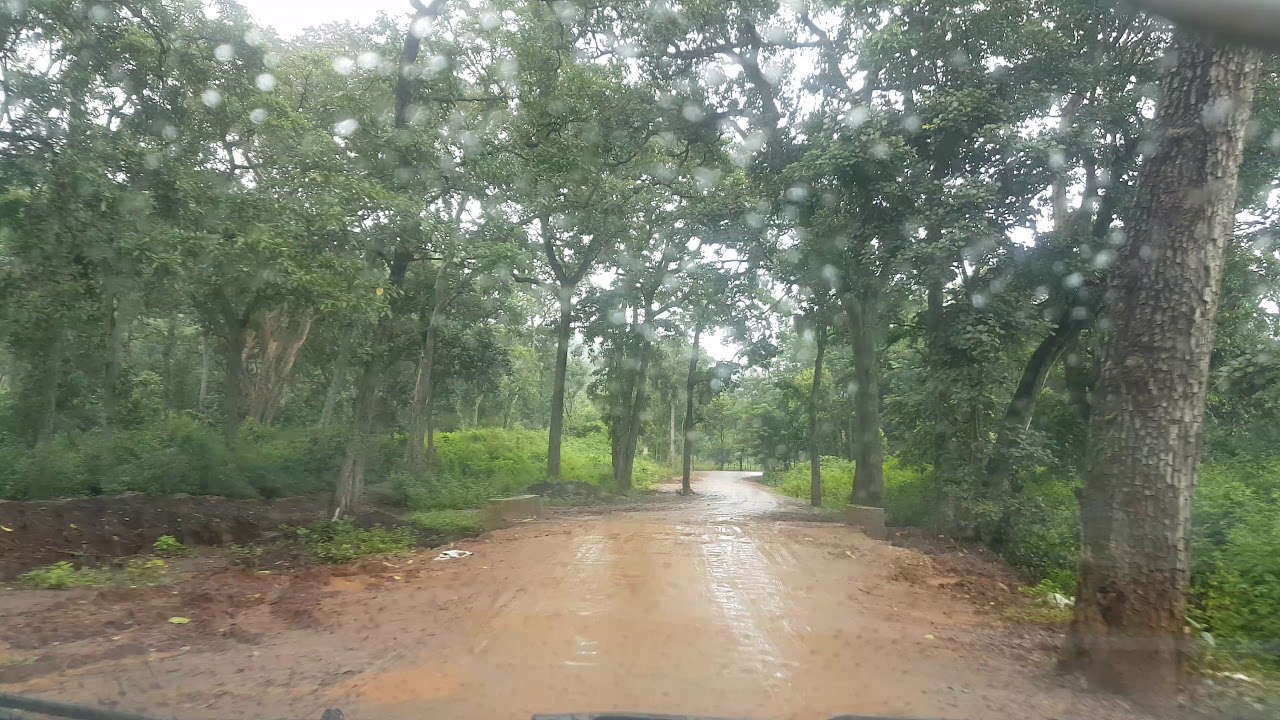 Jungle Drive | Indian Rain Forrest | 4K