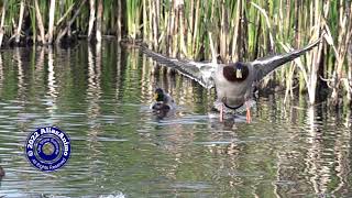 Duck Comes In For Landing Super Slow Motion