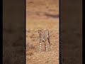 POV: You’re 8 years old and capturing one of the fastest animals on Earth. 🌍🐆