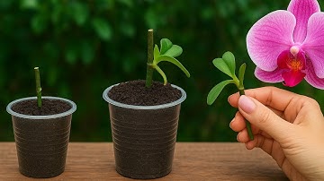 Just 1 cup of coffee! Orchids surprisingly grow rapidly overnight