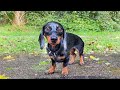 How do our Dachshunds react in the rain?