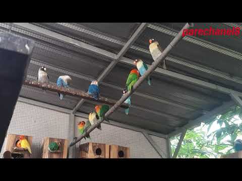 SUARA LOVEBIRD KOLONI BIKIN BURUNG MACET LANGSUNG KONSLET