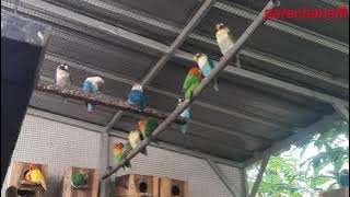SUARA LOVEBIRD KOLONI BIKIN BURUNG MACET LANGSUNG KONSLET
