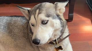 Woman Discovers Rescue Dog Was Hiding 6 Surprises