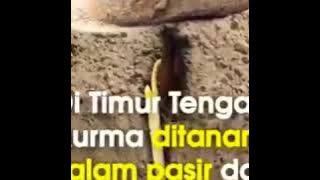 Kata2 bijak motivasi hikmah di balik ujian kehidupan yg di berikan tuhan.