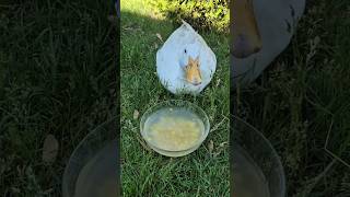 #farm #duck #love #fun #funny #garden #viral #video #youtubeshorts #youtube #shorts #shortvideo #wow