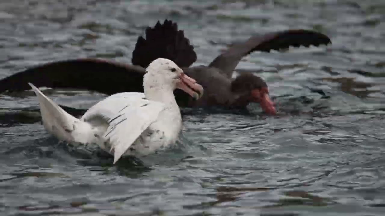 Le "Pétrel Blanc" de la Baie du Marin - Archipel Crozet