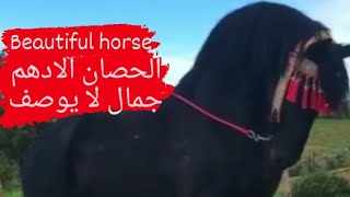 شاهد جمال وروعة هذا الحصان الادهم ما شاء الله | خيول تبوريدة| moroccan horses arab_barb