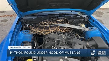 Officials rescue 10-foot python from under the hood of Mustang