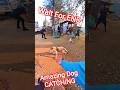 Malebennur Village Dog Catch #village #shorts #streetdogplanet44 #ytviral #dog #fail