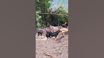 Hlau youtube mus pub qaib lom zem heev.cho gà ăn đến gà kiểu buồn cười nhất 🤣🤣🤣