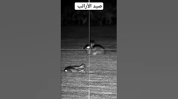 صيد الارانب Shorts Viral حيوانات حيوانات برية مضحك غرائب 
