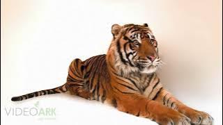 An endangered Sumatran tiger (Panthera tigris sumatrae) at the Miller Park Zoo in Illinois.