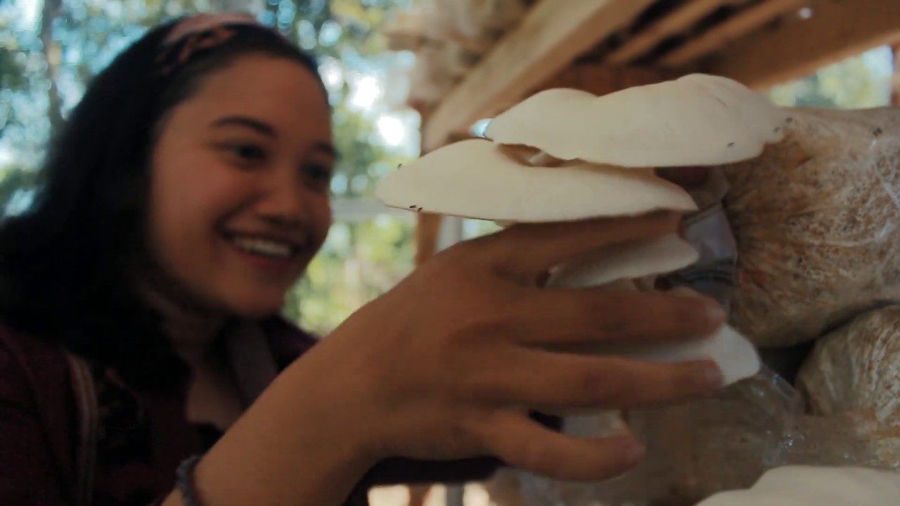 Budidaya Jamur Tiram, santai tapi Menguntungkan 