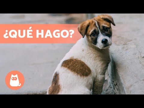 Video: Qué hacer cuando encuentras cachorros abandonados