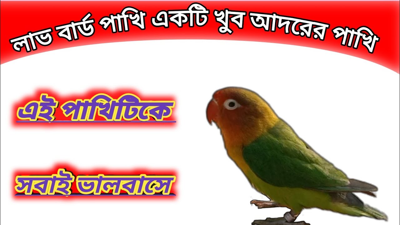 love bird Pakhi pro siqn video 🦜|M.A Birds@&