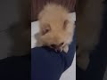 pomeranios se comen hombre vivo